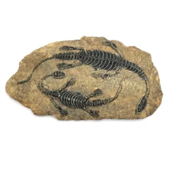 Life Easy Supply Antique Resin Dinosaur Fossil Wall Hanging Decoration Other Products