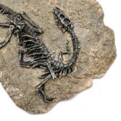 Life Easy Supply Antique Resin Dinosaur Fossil Wall Hanging Decoration Other Products