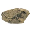 Life Easy Supply Antique Resin Dinosaur Fossil Wall Hanging Decoration Other Products