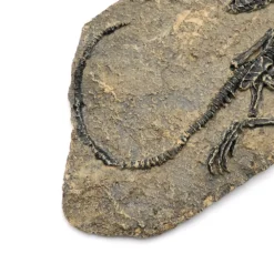 Life Easy Supply Antique Resin Dinosaur Fossil Wall Hanging Decoration Other Products